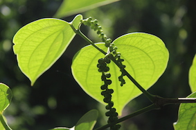 Ripening process